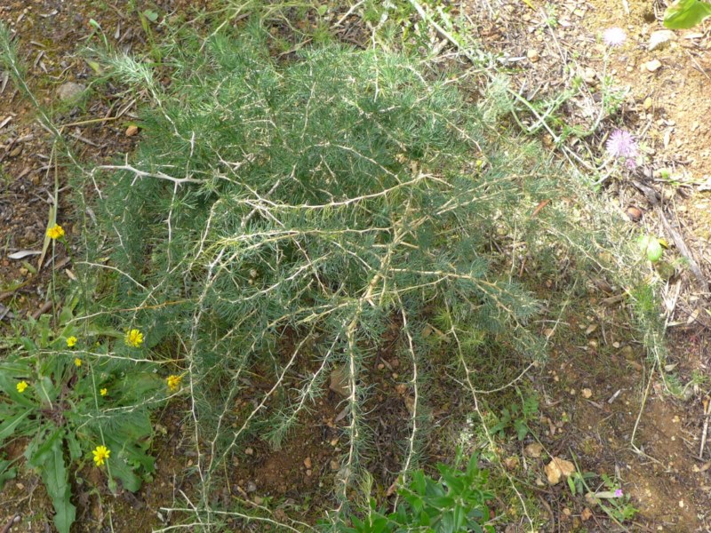 Una pianticella dal Portogallo - Asparagus albus